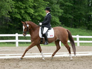Ute and <i>Luca LT</i>, owned by Sally Carlton, on their way to winning the First Level Championship at Palgrave
