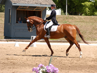 Tina riding <i>Amicelli</i>